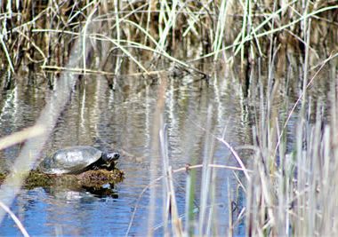 Image of a turtle on a log