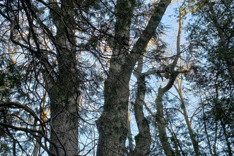 Image looking up into Trees