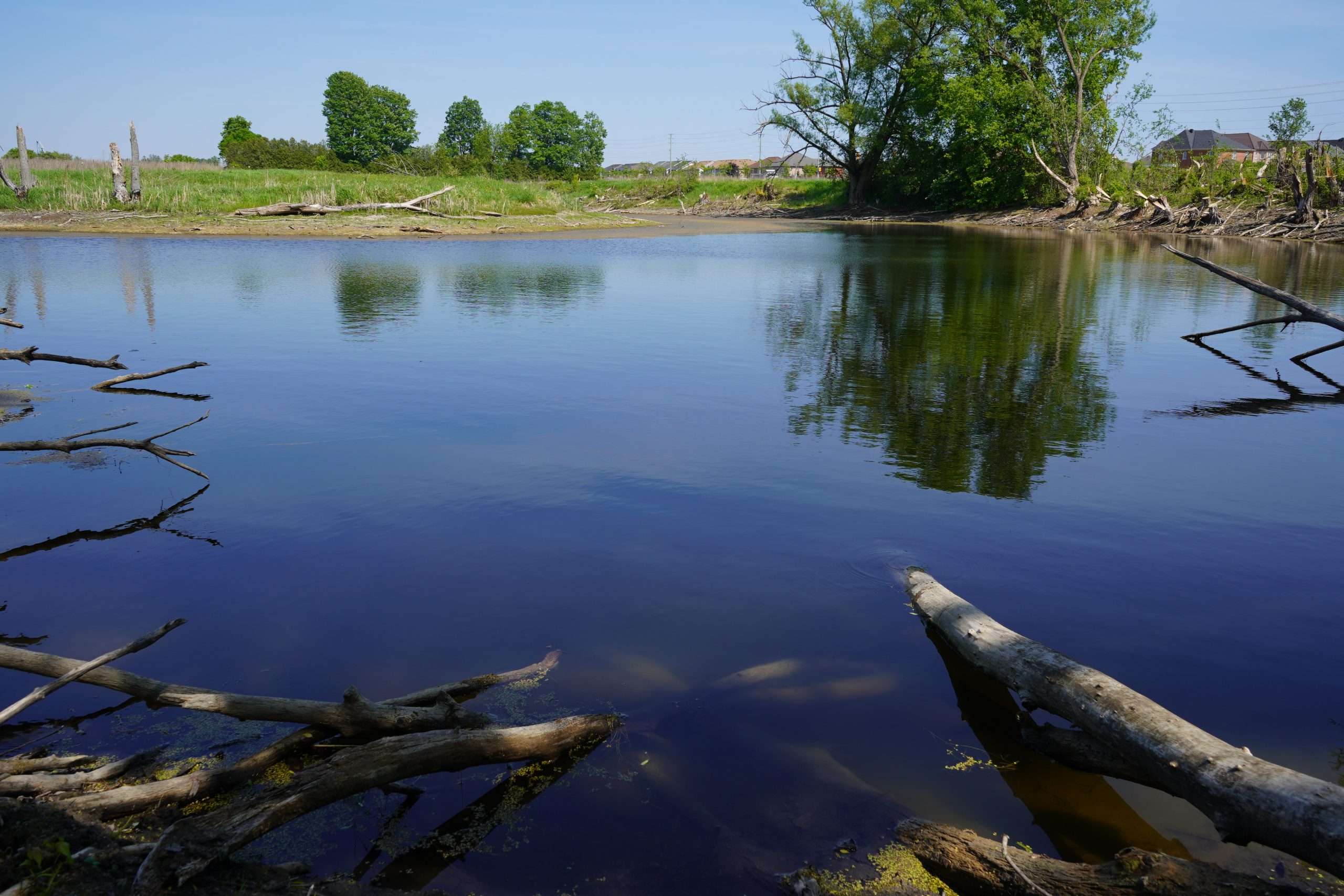 Image of blue lake with logs and trees