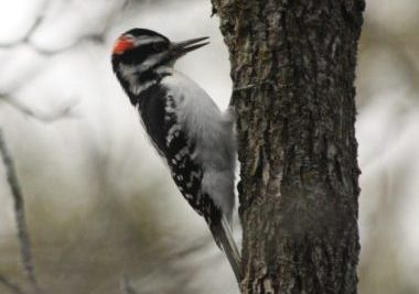 Image of a Circle Hairy Woodpecker on a tree.