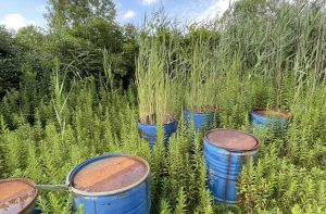 Environmental Site Assessments, image of rusting barrels in a field.