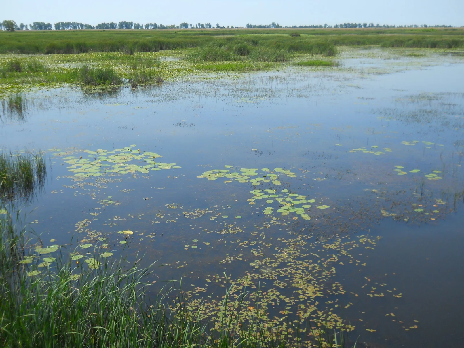Ecological Services Website banner, Image of a water body with algie.